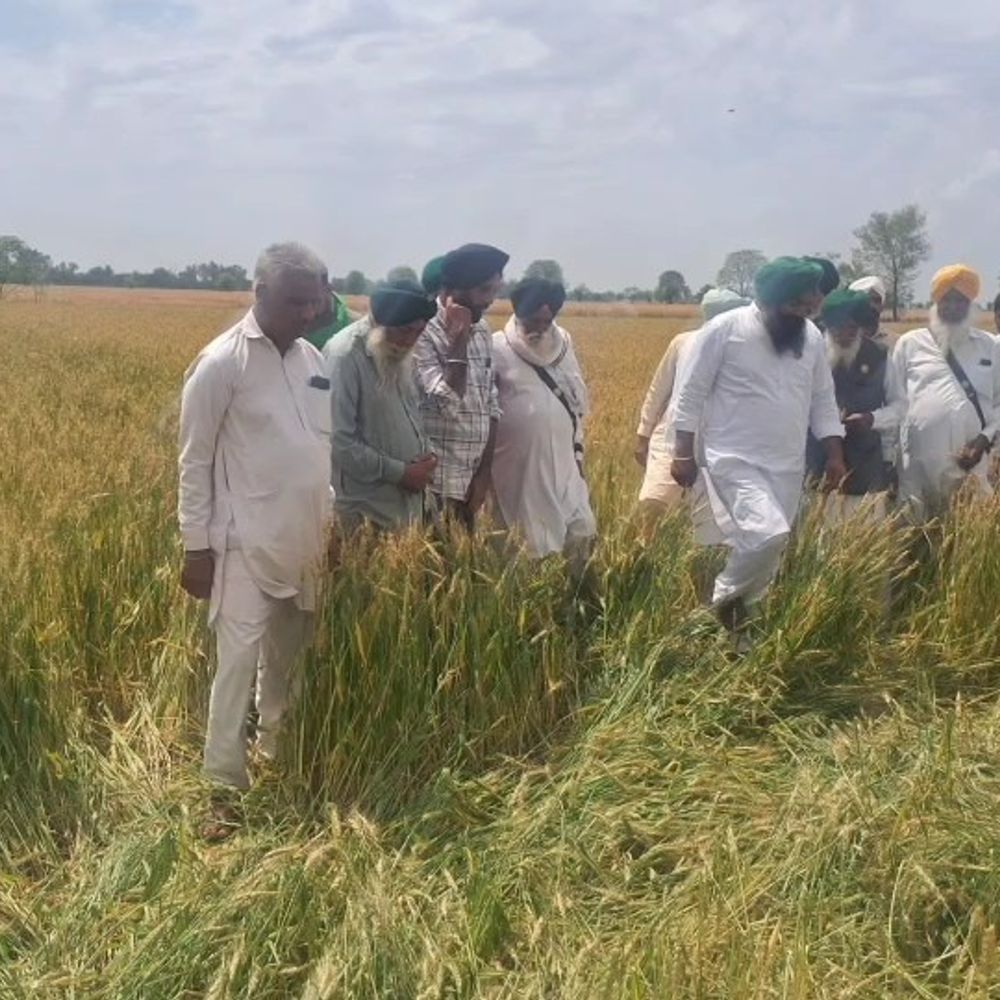 फाजिल्का में भाकियू ने की मुआवजे की मांग:प्रदर्शन की चेतावनी, बोले-गेहूं की फसल और किन्नू के बागों में हुआ नुकसान