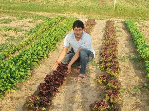 जयपुर के किसान ने नौकरी छोड़ी, एक क्यारी से शुरुआत:देसी खाद से बढ़ाई पैदावार, 30 बीघा में रोज 200 किलो ब्रोकली का उत्पादन