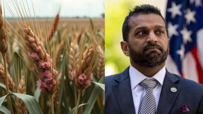 What is Fusarium Graminearum? ‘Toxic fungus’ Chinese researchers allegedly tried to smuggle into US | World News