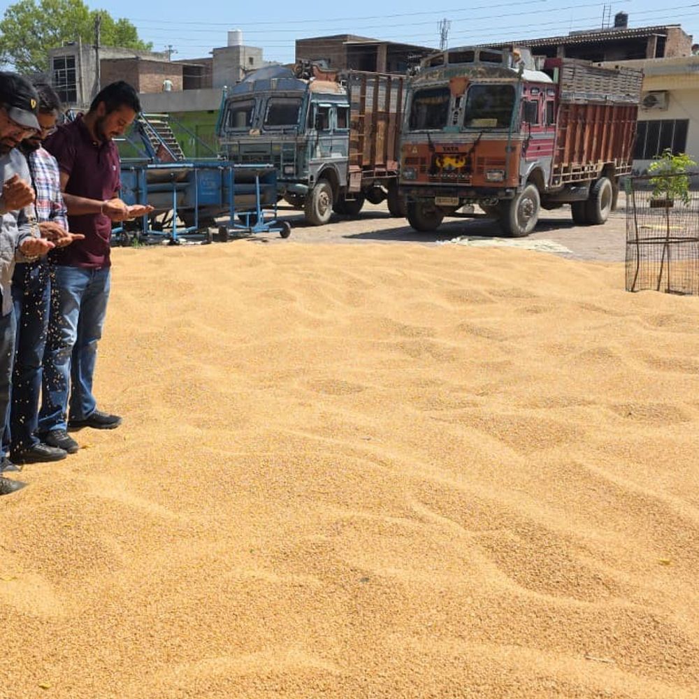 फरीदकोट मंडी में गेहूं की आमद शुरू:गीली फसल के कारण पहली ढेरी की बोली नहीं लगी, बारिश से कटाई में देरी