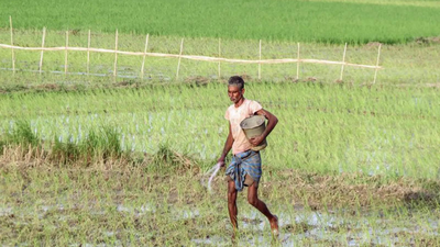 Govt says El Nino risk to farm output manageable, cites irrigation, reservoirs, seed buffers