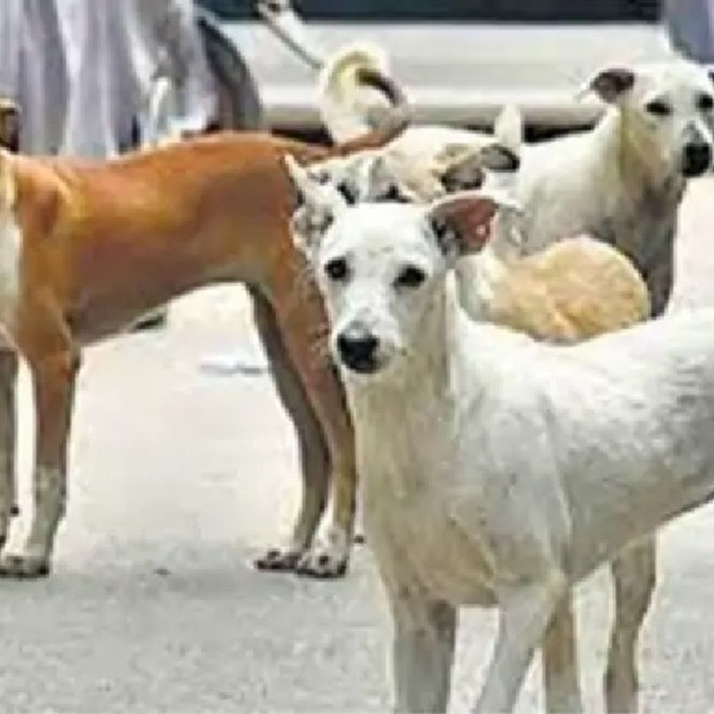 ग्वालियर में रेबीज से युवक की मौत, रोज 100+ मामले:5 दिन पहले एक शख्स ने अस्पताल में भर्ती कराया था; नाम दिया था 'गोलू'