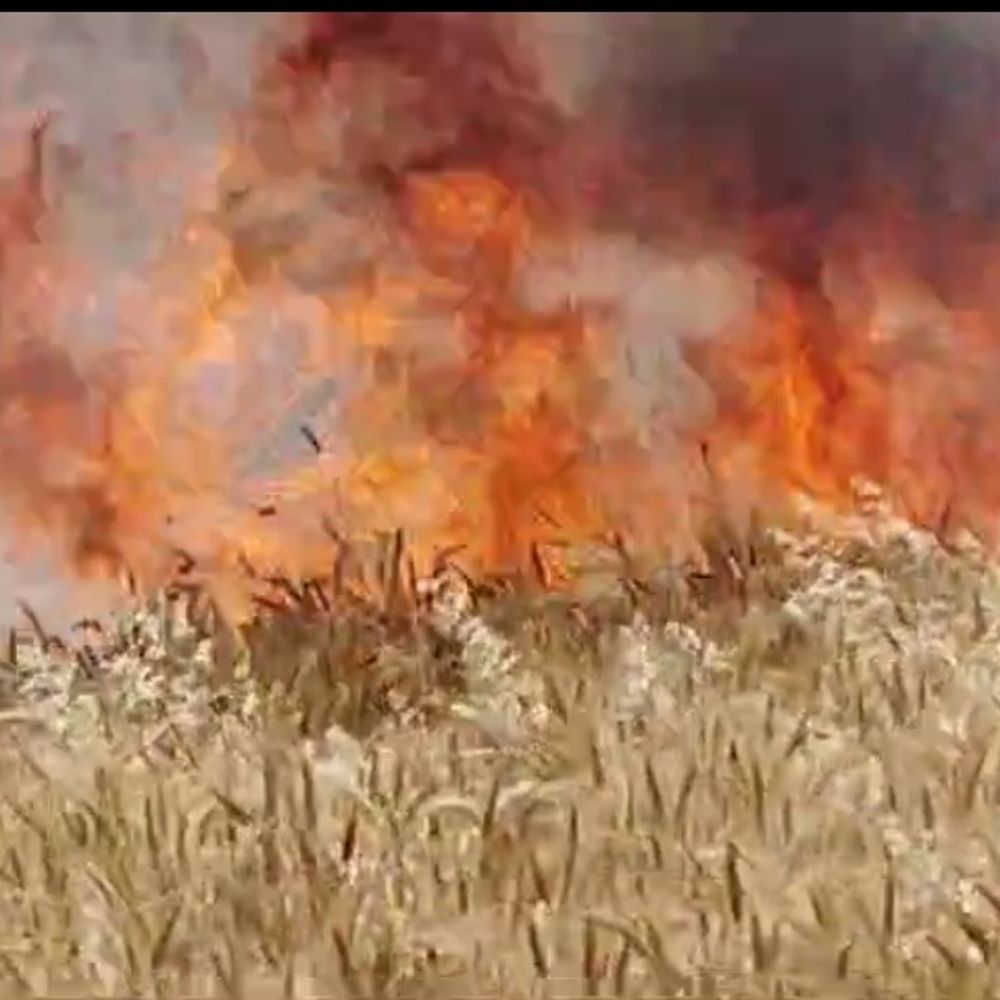 सजेती में 40 बीघा गेहूं की फसल जली:कोरियां-डेबरी गांव के बीच हादसा, SDM ने राजस्व टीम को आकलन करने के दिए निर्देश