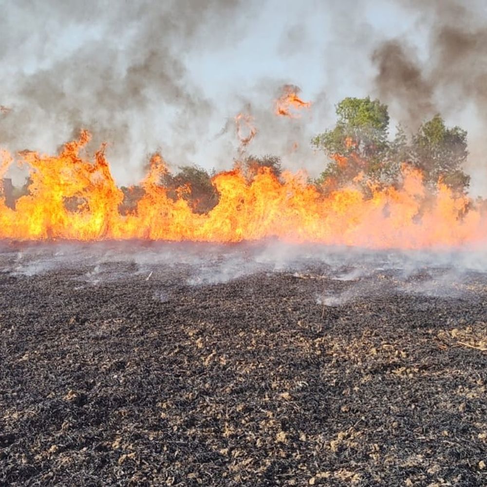 नवादा में गेहूं की खड़ी फसल में लगी आग:बिजली की चिंगारी से आगजनी, किसान को हुआ लाखों का नुकसान