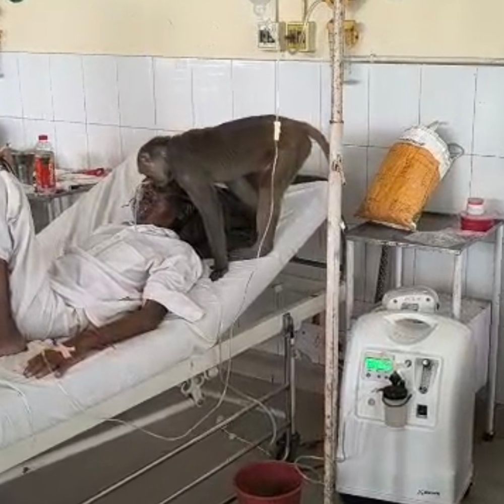अबोहर अस्पताल में बंदर का उत्पात, VIDEO:वार्ड के अंदर पहुंचकर मचाई तोड़फोड़, ​ड्रिप और ब्लड की बोतलें तोड़ीं; 4 मरीज घायल