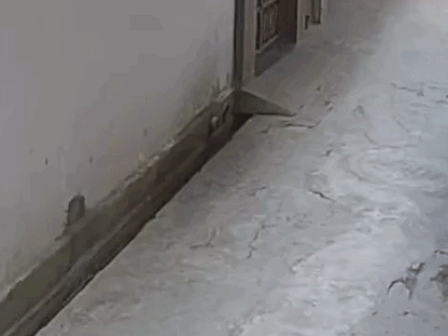 पिंजौर में आवारा कुत्तों का महिला पर हमला, VIDEO:बचकर भागते हुए सड़क पर गिरकर घायल हुई, पहले भी हो चुकी कई वारदात