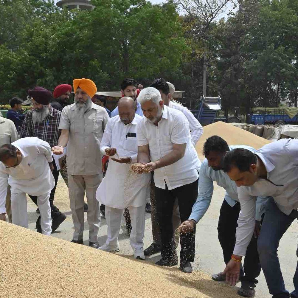 पंजाब में गेहूं खरीद ने पकड़ी रफ्तार:जालंधर में मंडियों में फसल लेकर पहुंचे किसान, कटारूचक्क बोले- 24 घंटे में होगा भुगतान
