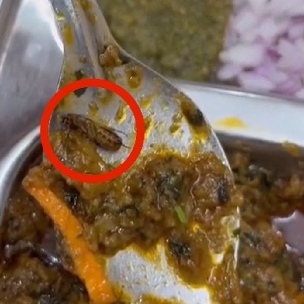 मोहाली में होटल के खाने में मिला कॉकरोच:खाद्य सुरक्षा विभाग से कार्रवाई की मांग, मालिक ने आरोपों से किया इनकार