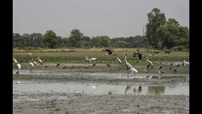 Why Ramsar tag is a non-starter for sarus haven Dhanauri | Noida News