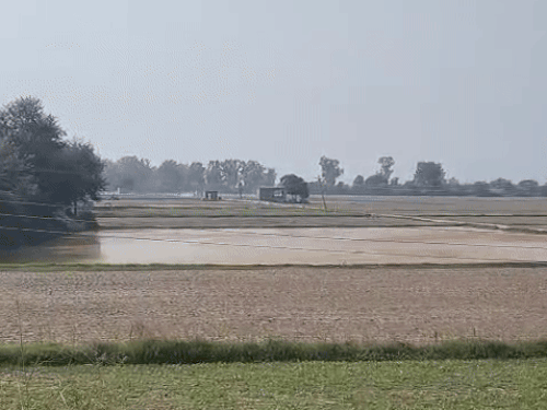 सिरसा किसानों को धान की सीधी बिजाई पर मिलेंगे 4500:पिछले साल 96,855 एकड़ में थी बुवाई, विभाग का दावा-20 प्रतिशत पानी बचत