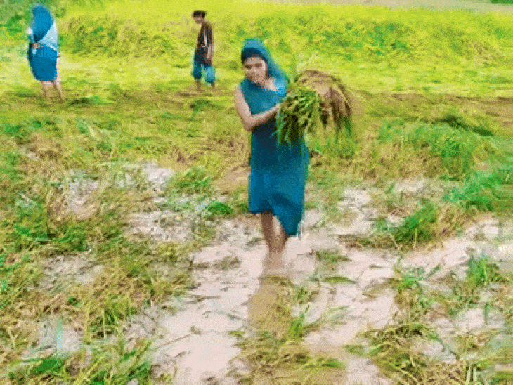 हरियाणा के किसान 5 राज्यों में करेंगे विजिट:सरकार कराएगी एक्सपोजर विजिट; हर जिले से 30 किसान होंगे सिलेक्ट, इस साल 100 का टारगेट