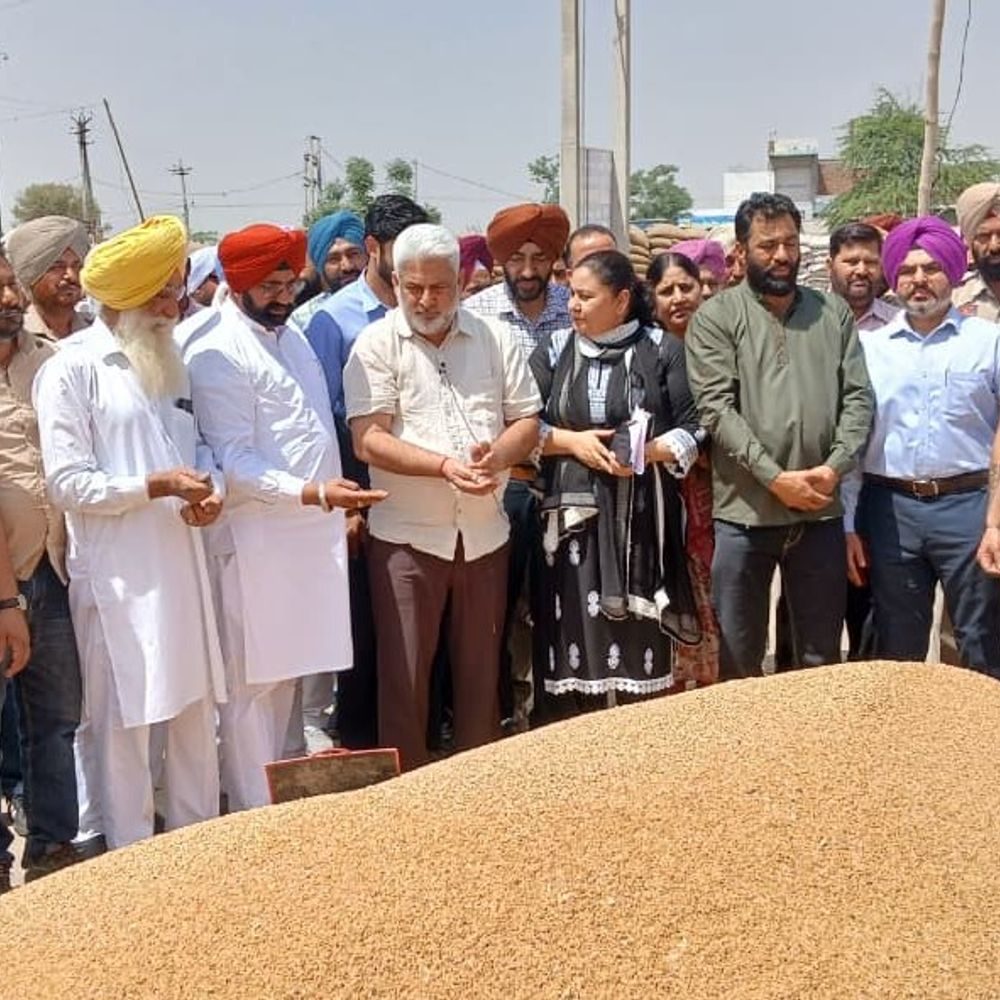 पंजाब में 76 लाख मीट्रिक टन गेहूं की खरीद:खाद्य मंत्री लाल चंद कटारूचक ने किया मंडी का निरीक्षण, बोले- 24 घंटे में हो रहा भुगतान