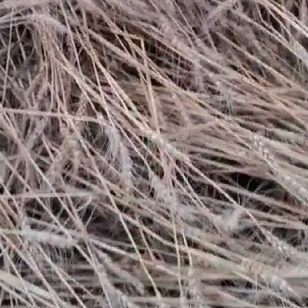 शहडोल में आंधी-बारिश से गेहूं की फसल खराब:किसानों की चिंता बढ़ी, उत्पादन पर असर की आशंका