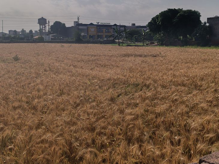 हनुमानगढ़ में आज ओलावृष्टि-आंधी की संभावना:बूंदाबांदी से तापमान में आई गिरावट, फसलों को हुआ नुकसान