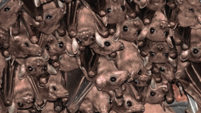 India blind as bat to winged creatures’ existential threat | Delhi News