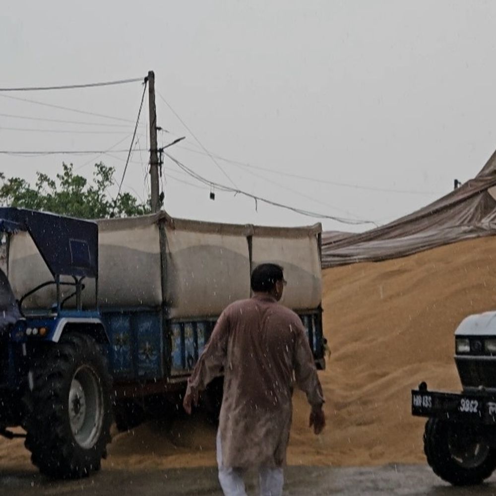 झज्जर अनाज मंडी में बारिश से भीगा हजारों क्विंटल गेहूं:गेट पास में देरी बढ़ी समस्या; पूर्व प्रधान बोले—सरकार और इन्द्रदेव दोनों रूठे