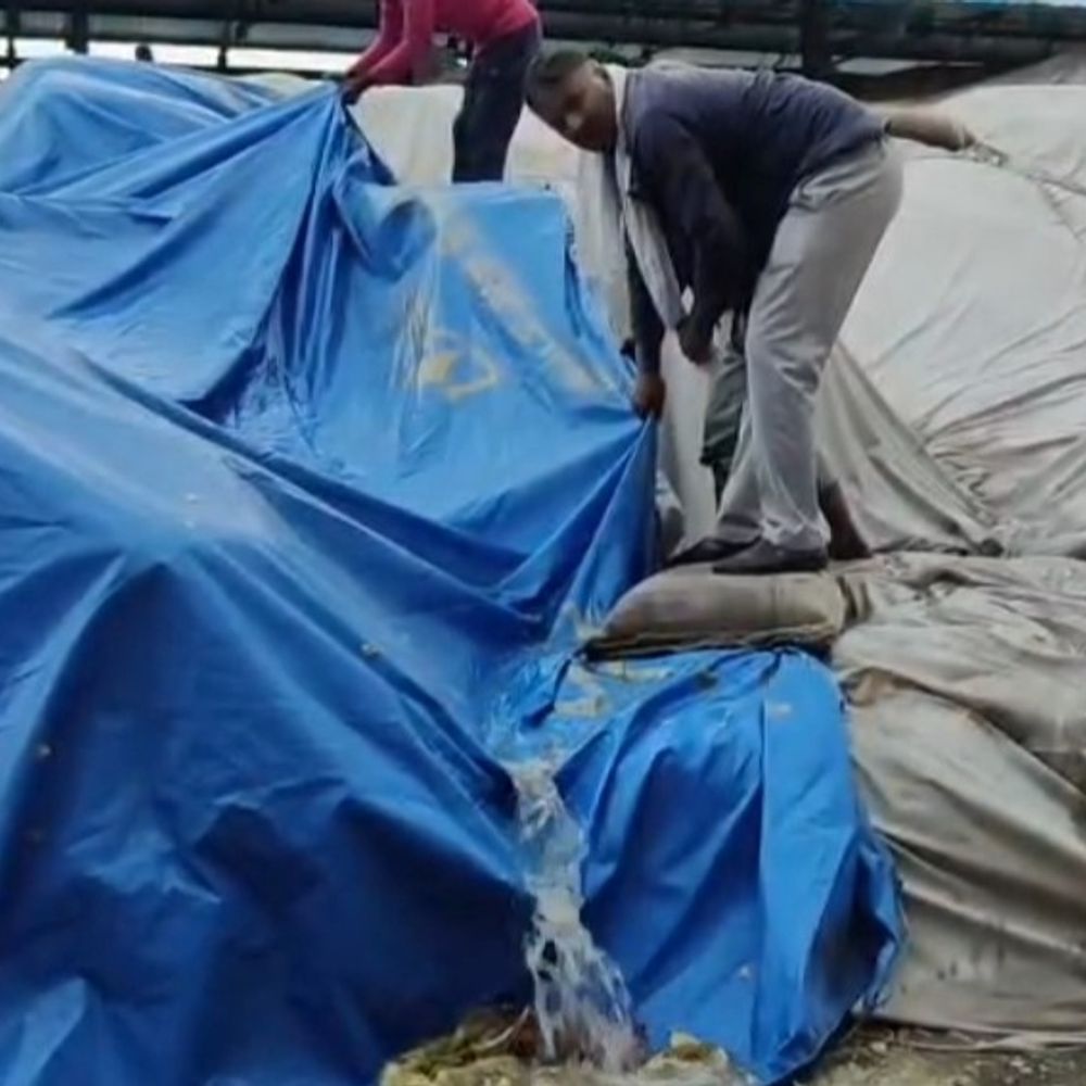 झज्जर में किसानों पर दोहरी मार,पोर्टल ठप,बारिश ने भिगोया गेहूं:खरीद प्रक्रिया में देरी के बीच बदला मौसम, मंडियों में पड़ा अनाज हुआ खराब