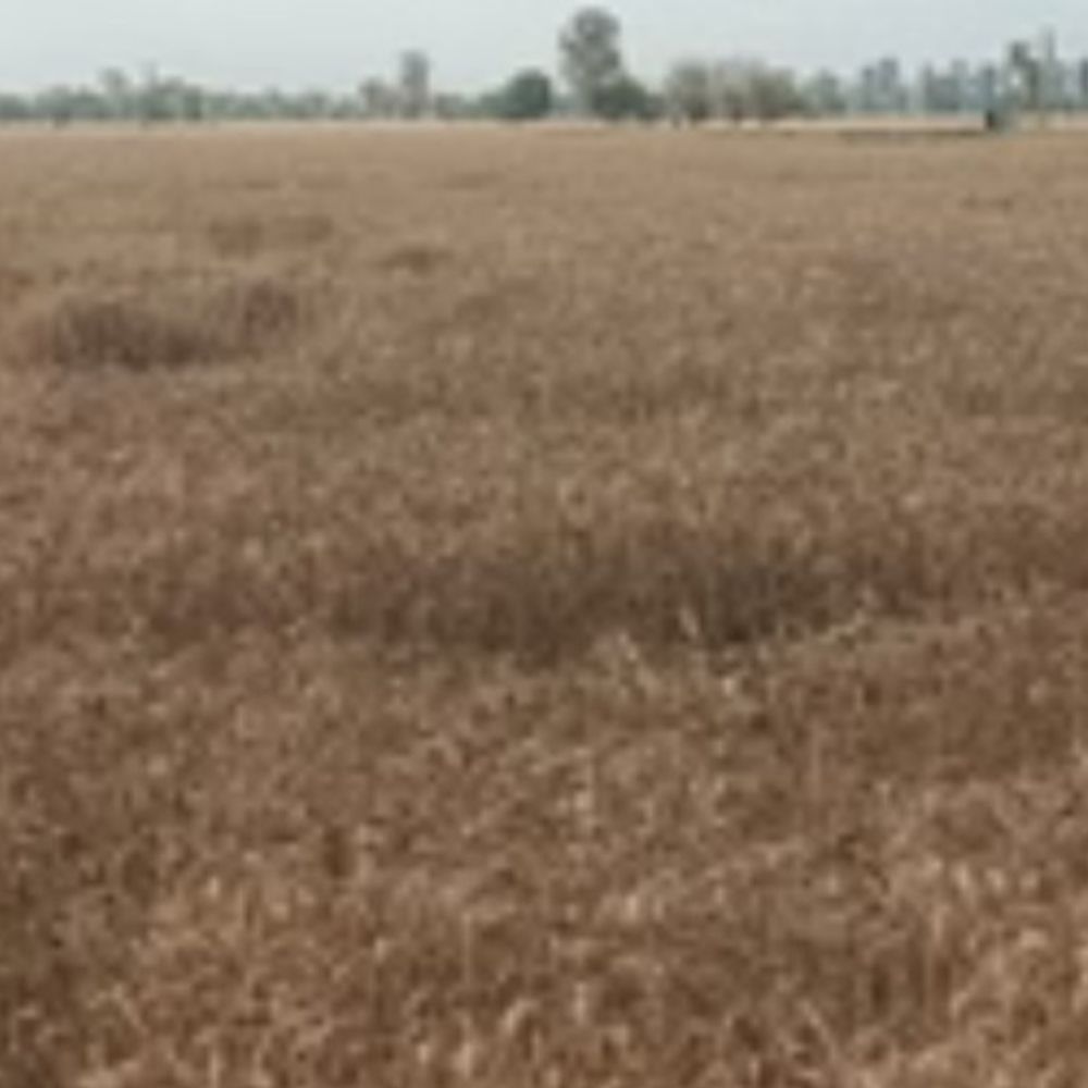 कैथल में 6 करोड़ 42 लाख लेकर कराई फर्जी रजिस्ट्री:34 एकड़ जमीन बेचने का झांसा दिया, छह पर FIR