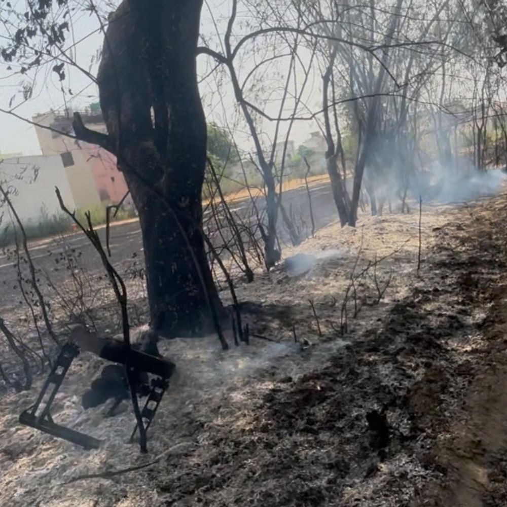 सोनीपत में किसान के बाग में आग लगी:65 फलदार पेड़ जलकर राख; पड़ोसी पर जान बूझकर जलाने का आरोप