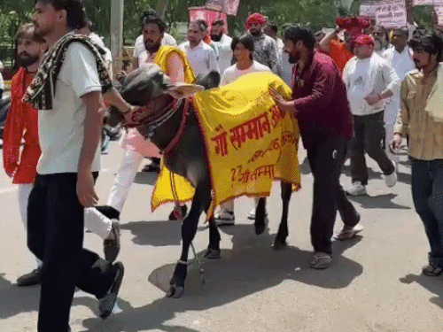 भिवानी में गौ हत्या रोकने के लिए प्रदर्शन:2 नंदियों ने किया नेतृत्व, गाय को राष्ट्रमाता बनाने की उठाई मांग, सौंपा ज्ञापन