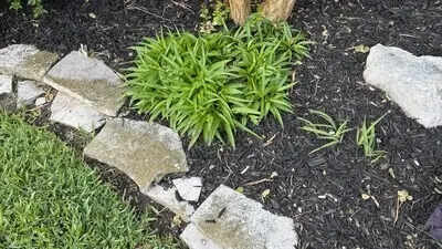 Optical Illusion: Optical illusion: Can you spot the hidden snake in this garden in 10 seconds?
