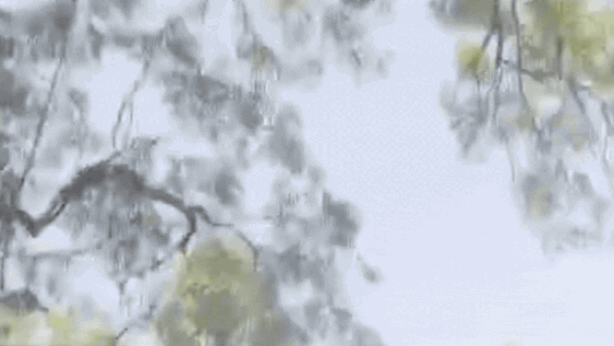 Watch: Monkey snatches Rs 2 lakh cash bag at UP court, throws notes from tree | Delhi News
