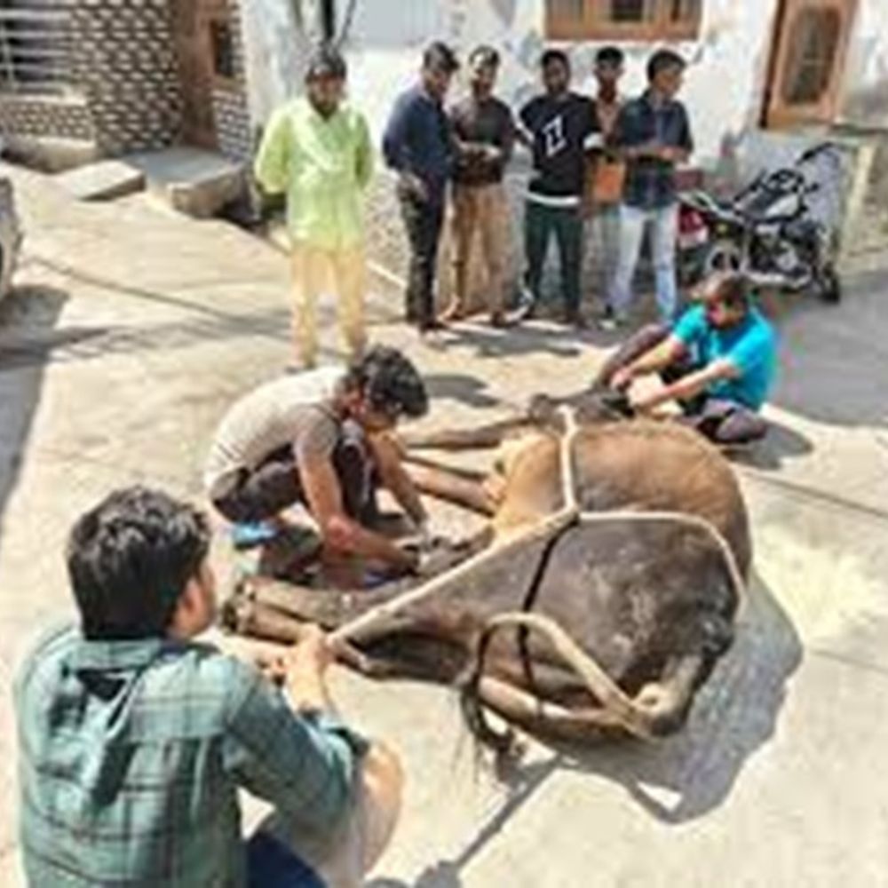 करनाल में तेजधार हथियार से नंदी पर हमला:ज्यादा खून बहने से मौत, महिला ने व्यक्ति पर लगाए आरोप; केस दर्ज