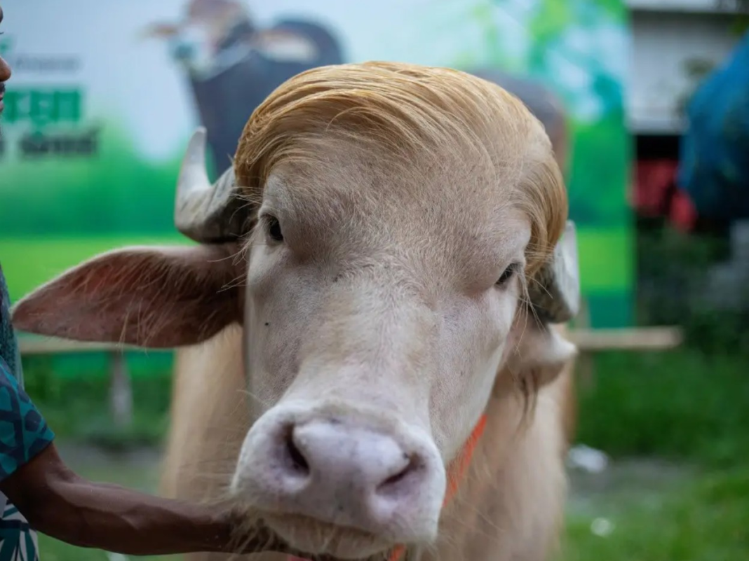 Bangladesh Trump Buffalo Eid Sacrifice Stopped