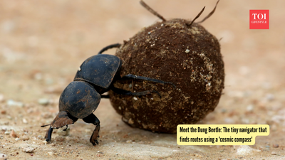 Meet the Dung Beetle: The tiny navigator that finds routes using a ‘cosmic compass’ |