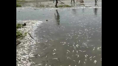 Thousands of fish found dead in Ganga | Kanpur News