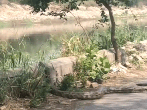 आगरा नहर किनारे 12 फुट का अजगर दिखा VIDEO:फरीदाबाद के सोतई गांव के पास की घटना, टीम पहुंचने से पहले नहर में गया
