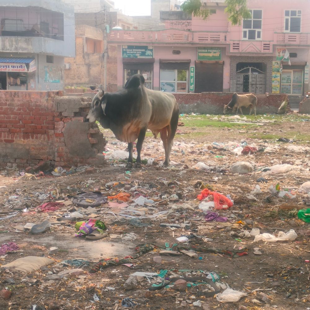 करोड़ों की ग्रांट के बाद भी सड़कों पर गोवंश:पॉलिथिन खाने को मजबूर; इसराना में गोशालाओं की व्यवस्था पर उठे सवाल