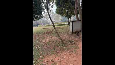 Forest department fines land owning agency Rs 15.3 lakh for tree damage | Delhi News