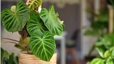 Why should you put your houseplants out in Summer Rain?