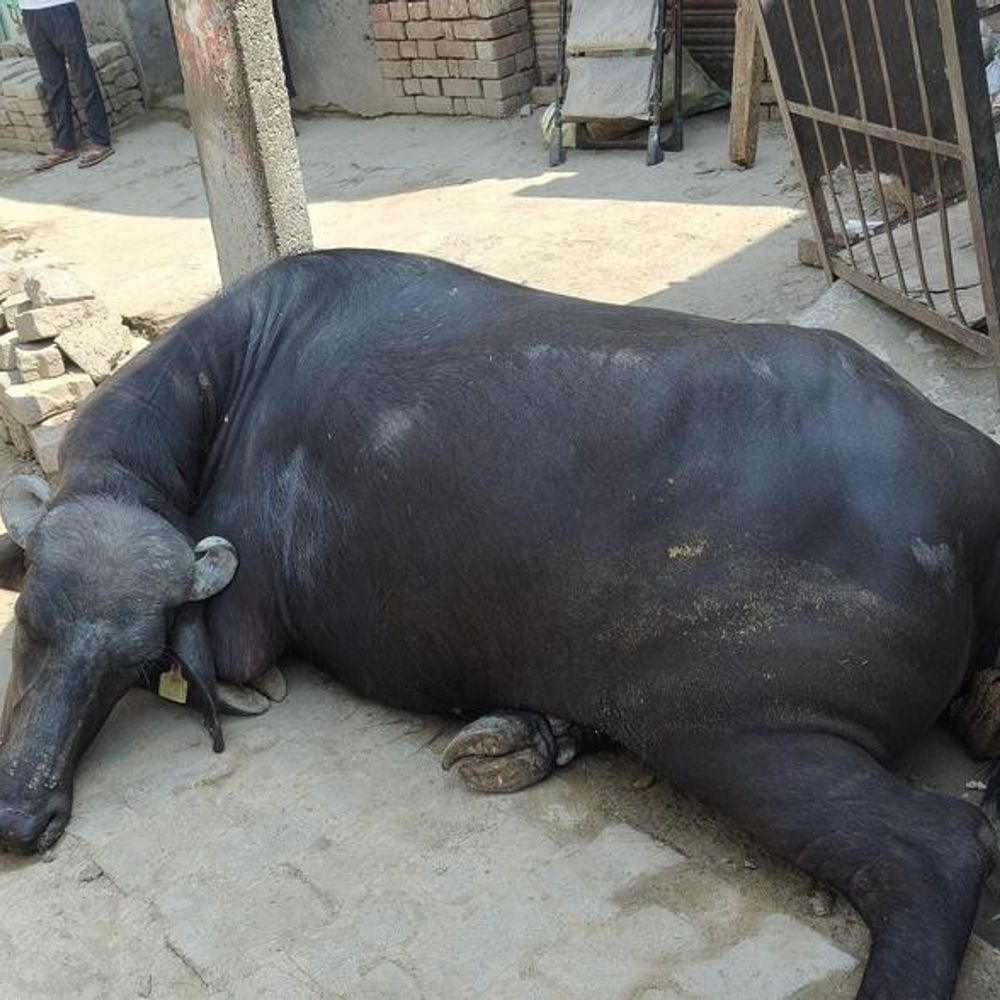 हांसी में करंट लगने से भैंस की मौत:मशहूर झोटे कोहिनूर की बेटी, कीमत 5 लाख; मालिक ने प्रशासन से मांगा मुआवजा