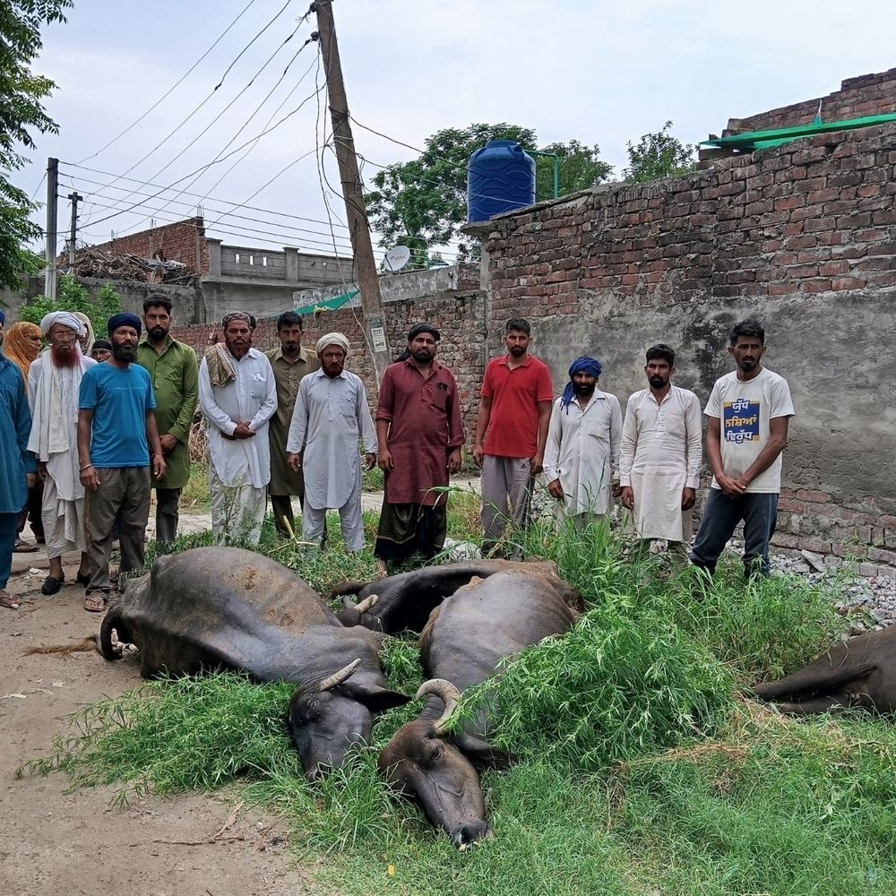 Hoshiarpur High Voltage Wire Break: Buffaloes Die, Woman Shocked