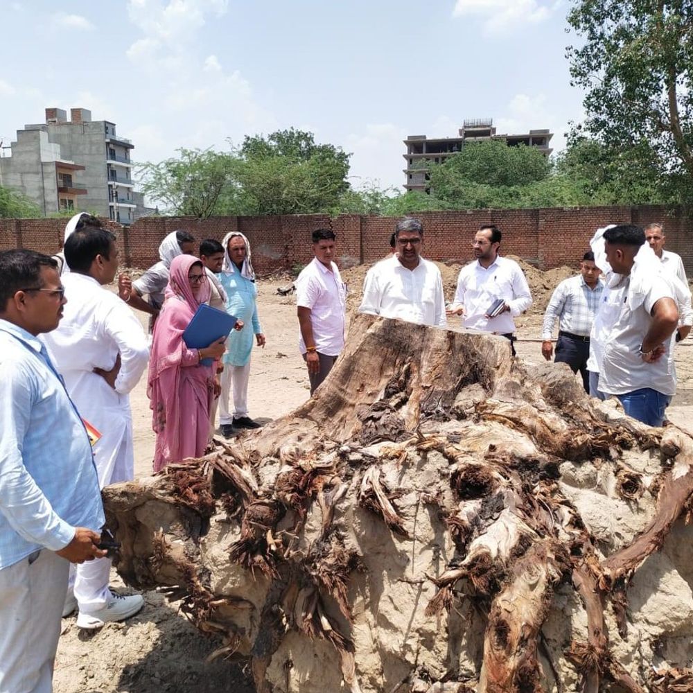हिसार की रोडवेज वर्कशॉप में 86 पेड़ काटे:सीएम फ्लाइंग टीम की रेड से हुआ खुलासा, सरकारी खाते में नहीं जमा कराया पैसा