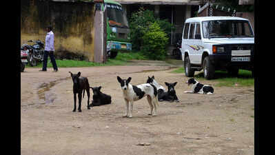 Focus on management, not removing strays, urge activists | Delhi News