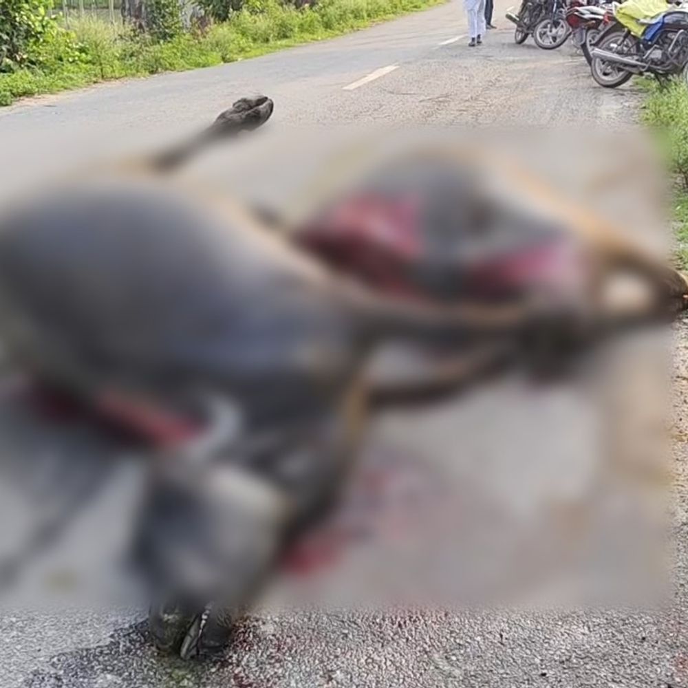 यमुनानगर में वाहन ने 10 भैंसों को कुचला:ताहरपुर रोड पर हादसा, 4 की मौत, 6 गंभीर घायल; ड्राइवर फरार