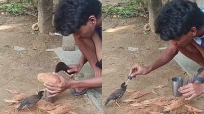 Kindness To Animals: A small act of kindness wins millions of hearts online: Young man’s coconut gesture with thirsty bird goes viral
