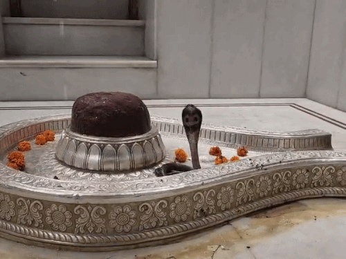 कुरुक्षेत्र के संगमेश्वर धाम में दिखा अद्भूत नजारा:तड़के आरती से पहले शिवलिंग पर लिपटा नाग, कंबल से आ रही थी फुंकारने की आवाजें