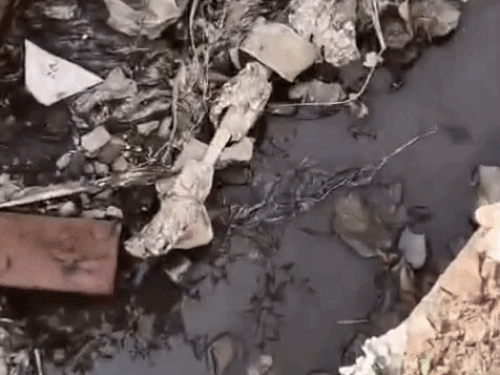 हिसार के गंदे नाले में मिली महिला की कटी टांग:सलवार का कपड़ा लिपटा, नहीं मिला शरीर का बाकी हिस्सा; पास ही मेडिकल वेस्ट प्लांट