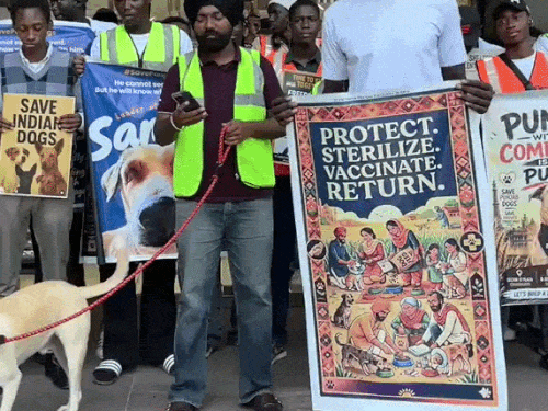 CM मान के ट्वीट के खिलाफ चंडीगढ़ में प्रदर्शन:स्ट्रीट डॉग्स पर NGO बोले- बढ़े अत्याचार; नवजोत सिद्धू ने भी सरकार पर उठाए सवाल