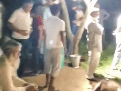 रेवाड़ी में मुर्गी और बकरी फ़ार्म कुत्तों का हमला, हड़कंप:170 मुर्गी और 13 बकरें-बकरियों को मारा, खाना खाने घर गया था मालिक