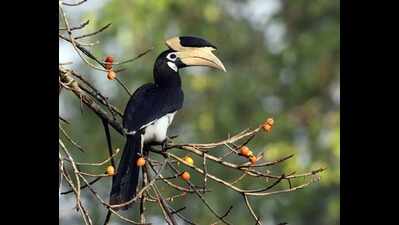 ‘Flying ambassador of the forest’: Chhattisgarh tiger reserve bets on bird tourism with hornbill safari | Raipur News