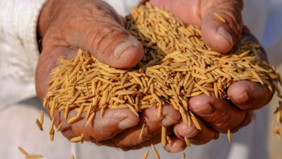 No dip in grain output in last 2 deficit rain years | India News