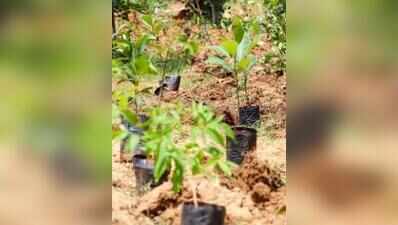 Bengaluru sapling drive sets Guinness record | Bengaluru News
