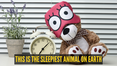 Fact of the day: This is the sleepiest animal on Earth