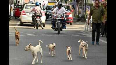 6 months after govt fiat, schools yet to appoint nodal officers to tackle stray dog menace | Chennai News