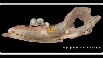 Three 15,800-year-old dog skeletons deliberately placed above a human grave at Pınarbaşı, central Turkey, confirmed via ancient DNA as the world’s oldest known domestic dogs |